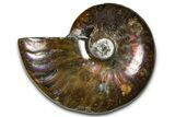 Polished Red Flash Ammonite (Cleoniceras) Fossil - Madagascar #367706-1